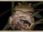 CUTE FROG