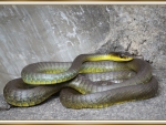 GREEN TREE SNAKE