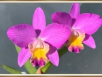 BEAUTIFUL ORCHIDS