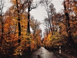 autumn road