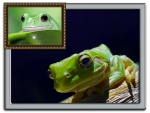 FRAMED FROGS