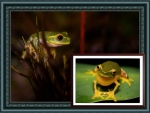 FRAMED FROGS