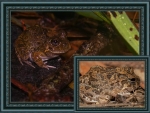 FRAMED FROGS