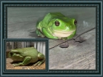 FRAMED FROGS