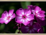 PRETTY PHLOX