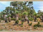XANTHORRHOEA DRUMMONDII