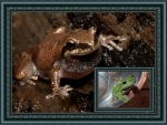 FRAMED FROGS