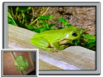 FRAMED FROGS