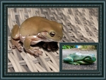 FRAMED FROGS