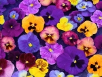 Pansies