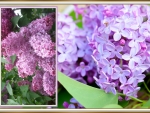 FRAMED LILACS