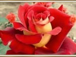 BEAUTIFUL ROSE