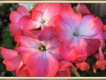 BEAUTIFUL GERANIUM
