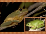 FRAMED FROGS