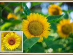 FRAMED SUNFLOWERS