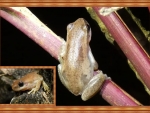 FRAMED FROGS