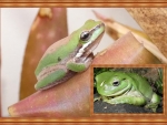 FRAMED FROGS