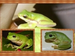 FRAMED FROGS