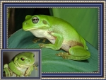 FRAMED FROGS