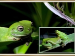 FRAMED FROGS