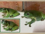FRAMED FROGS