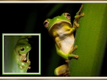 FRAMED FROGS