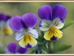 PRETTY VIOLA'S