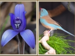 FLOWER AND BIRD