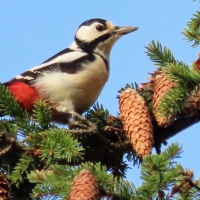 Woodpecker
