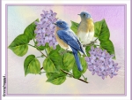 LILACS AND BIRDS