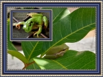 FRAMED FROGS