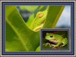 FRAMED FROGS