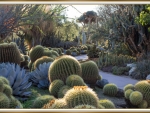 CACTUS GARDEN