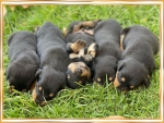 CUTE PUPPIES