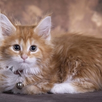 Maine Coon Kitten