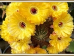 LOVELY CACTUS FLOWERS