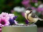 Great Tit