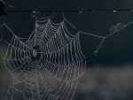 Spider Web