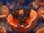 Halloween kittens