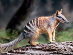Numbat