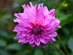 Pink Dahlia