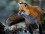 Fox