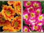 PRETTY POLYANTHUS