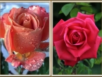 BEAUTIFUL ROSES