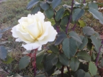 White-yellow rose