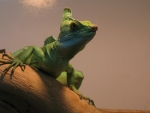Basilisk