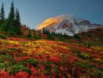 Mt Rainier NP, Washington