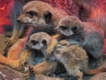 Meerkats