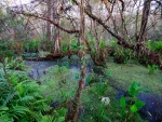 Corkscrew Swamp Sanctuary