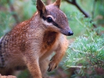 Numbat